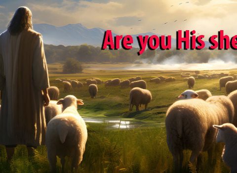 Are you, His sheep?